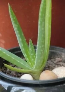 Aloe für den naturpflanzen SAMMLER